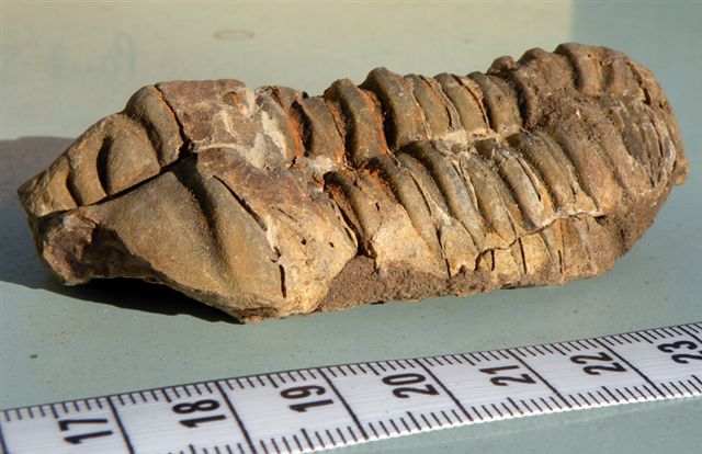 Trilobiti verosimilmente marocchine - seconda serie